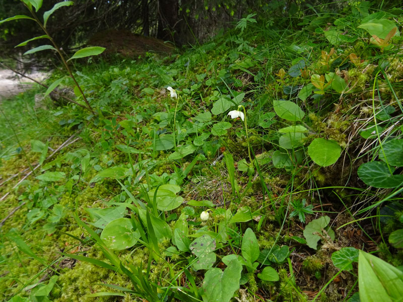 Moneses uniflora / Piroletta soldanina